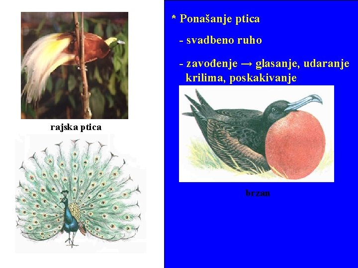 * Ponašanje ptica - svadbeno ruho - zavođenje → glasanje, udaranje krilima, poskakivanje rajska