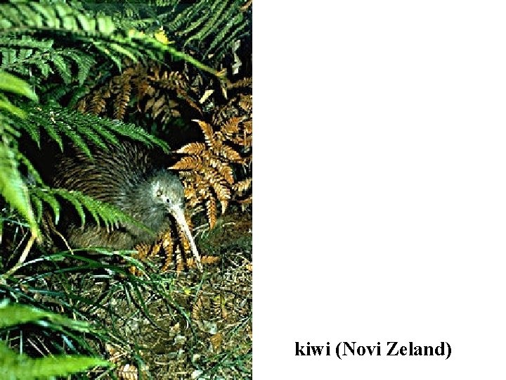 kiwi (Novi Zeland) 