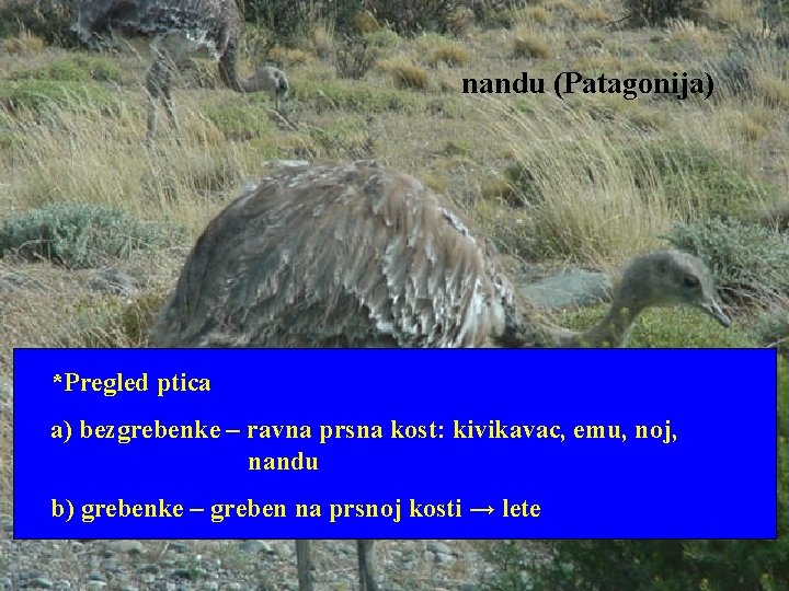 nandu (Patagonija) *Pregled ptica a) bezgrebenke – ravna prsna kost: kivikavac, emu, noj, nandu