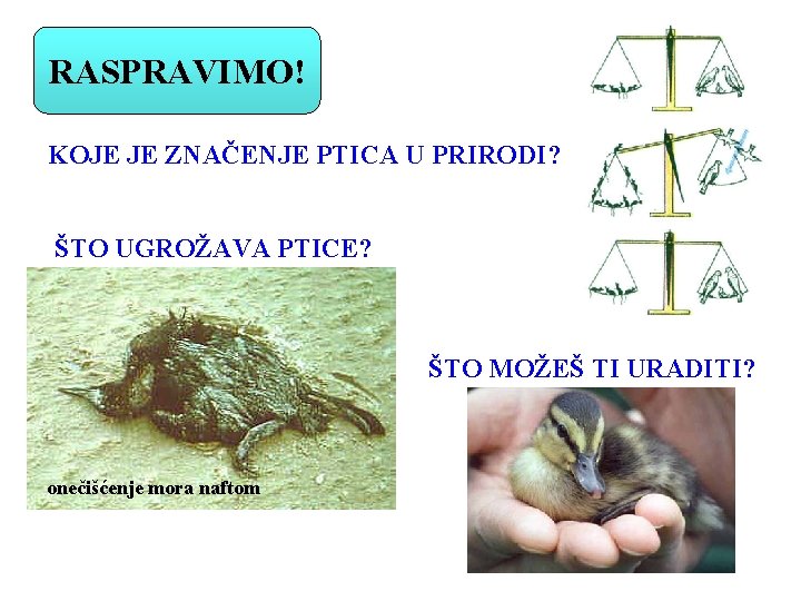 RASPRAVIMO! KOJE JE ZNAČENJE PTICA U PRIRODI? ŠTO UGROŽAVA PTICE? ŠTO MOŽEŠ TI URADITI?