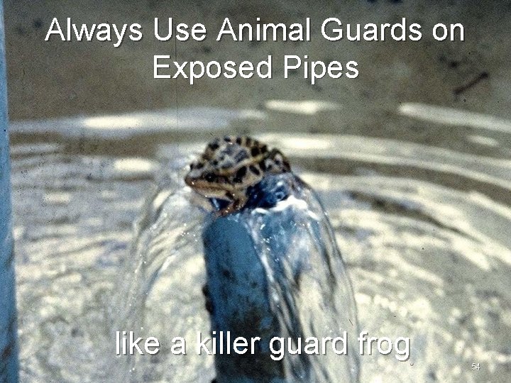 Always Use Animal Guards on Exposed Pipes like a killer guard frog 54 
