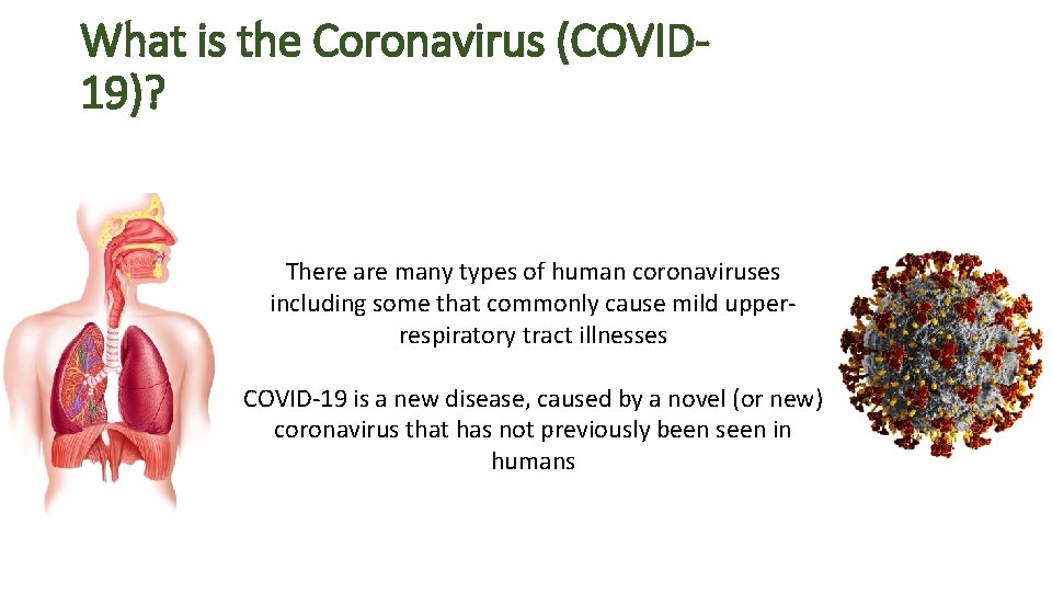 What is the Coronavirus (COVID 19)? There are many types of human coronaviruses including What is the Coronavirus (COVID 19)? There are many types of human coronaviruses including