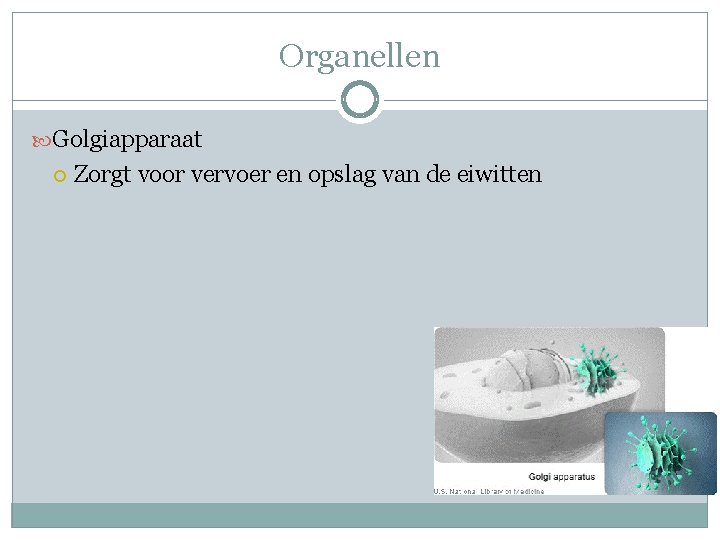 Organellen Golgiapparaat Zorgt voor vervoer en opslag van de eiwitten 