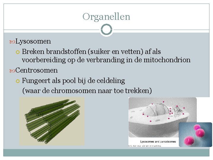 Organellen Lysosomen Breken brandstoffen (suiker en vetten) af als voorbereiding op de verbranding in