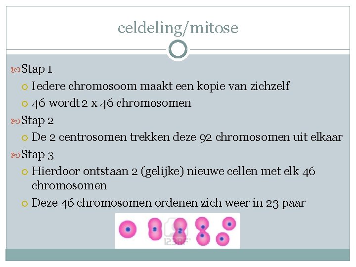 celdeling/mitose Stap 1 Iedere chromosoom maakt een kopie van zichzelf 46 wordt 2 x