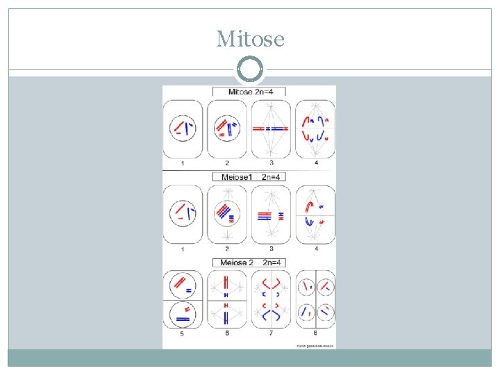 Mitose 