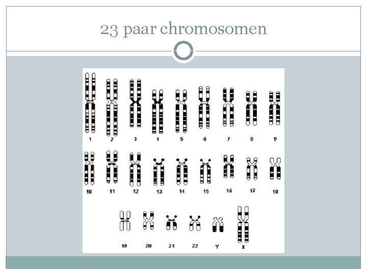 23 paar chromosomen 