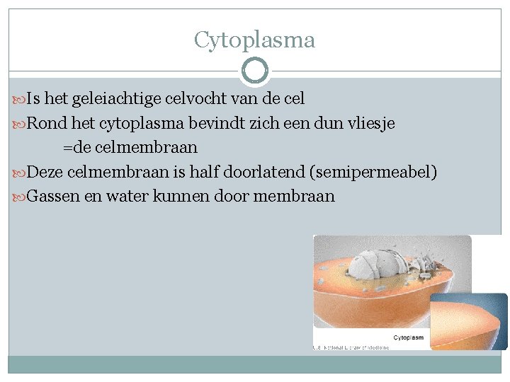 Cytoplasma Is het geleiachtige celvocht van de cel Rond het cytoplasma bevindt zich een