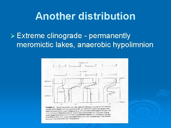 Another distribution Ø Extreme clinograde - permanently meromictic lakes, anaerobic hypolimnion 