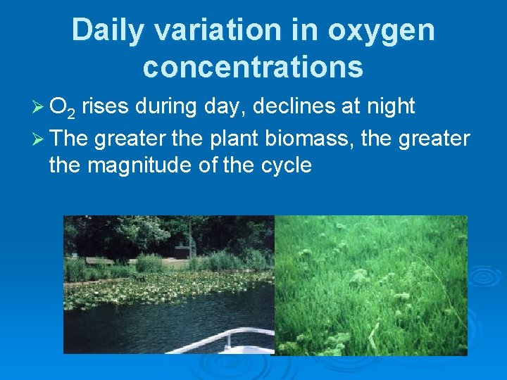 Daily variation in oxygen concentrations Ø O 2 rises during day, declines at night