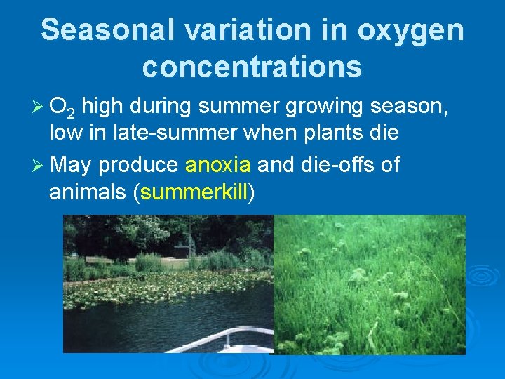 Seasonal variation in oxygen concentrations Ø O 2 high during summer growing season, low