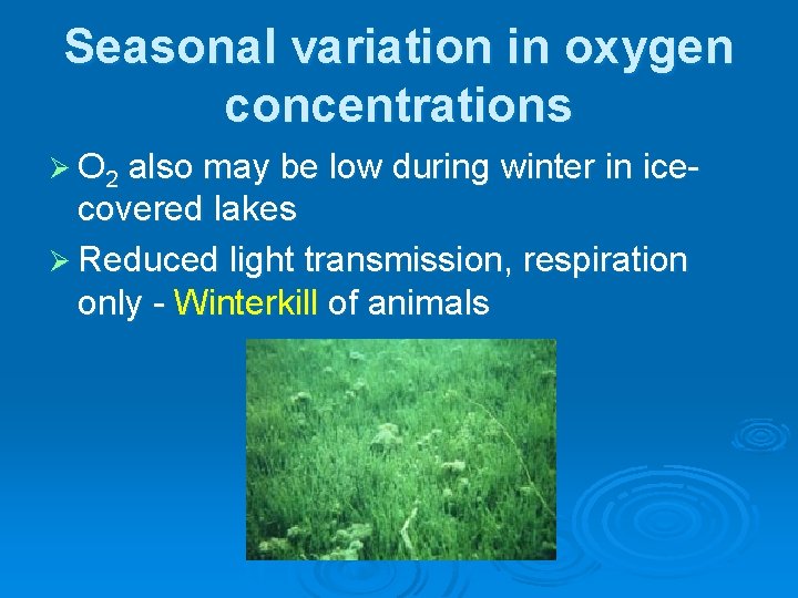 Seasonal variation in oxygen concentrations Ø O 2 also may be low during winter