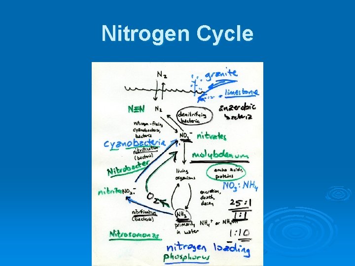 Nitrogen Cycle 