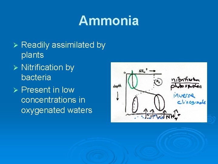 Ammonia Readily assimilated by plants Ø Nitrification by bacteria Ø Present in low concentrations