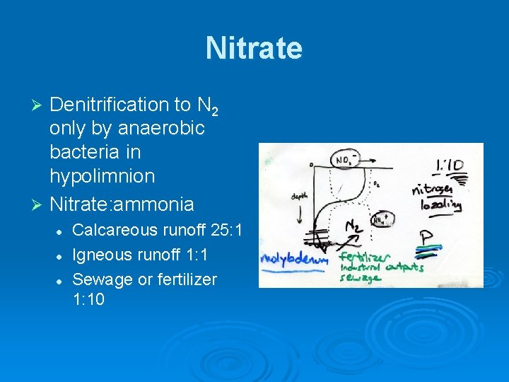 Nitrate Denitrification to N 2 only by anaerobic bacteria in hypolimnion Ø Nitrate: ammonia