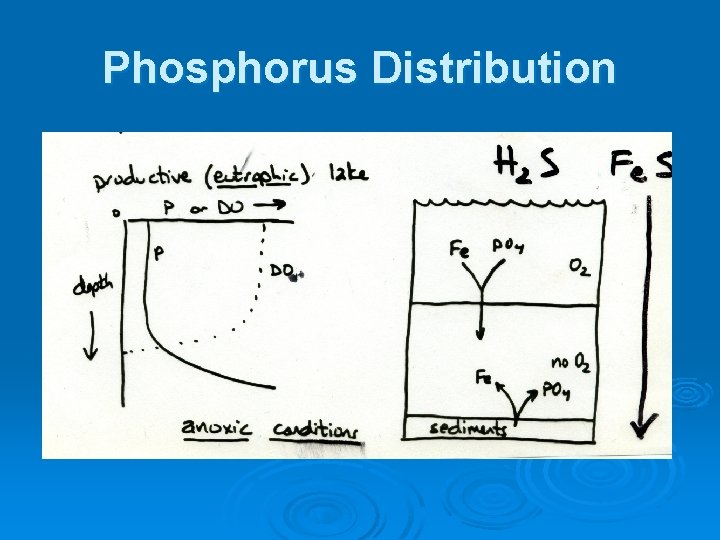 Phosphorus Distribution 