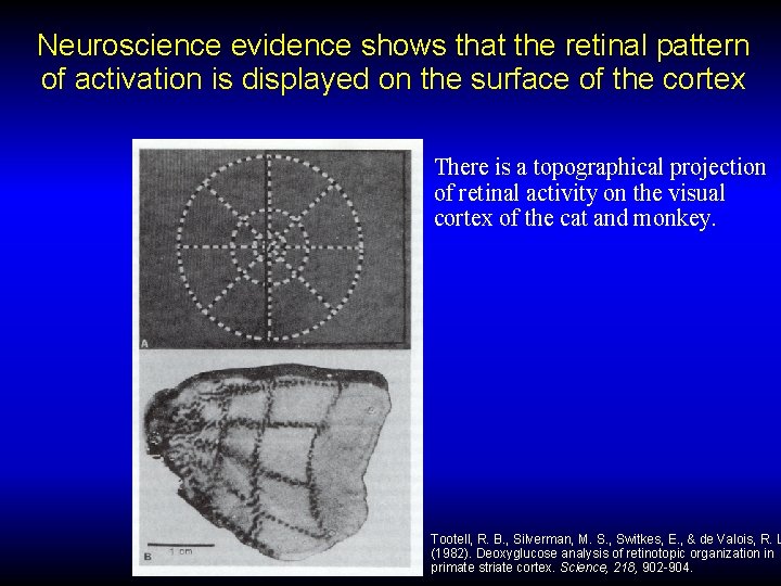 Neuroscience evidence shows that the retinal pattern of activation is displayed on the surface