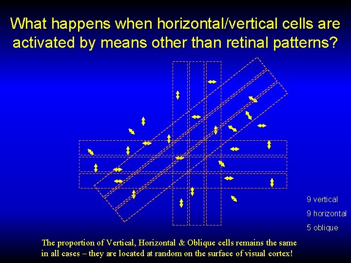 What happens when horizontal/vertical cells are activated by means other than retinal patterns? 9