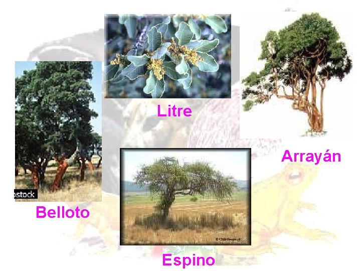 Litre Arrayán Belloto Espino Litre Arrayán Belloto Espino