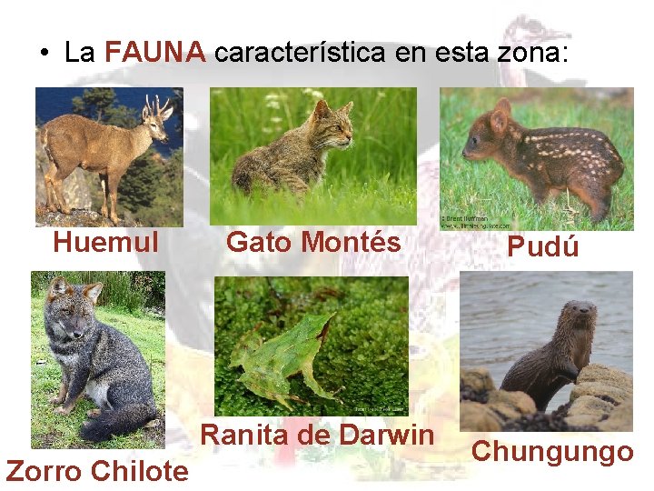 • La FAUNA característica en esta zona: Huemul Gato Montés Ranita de Darwin • La FAUNA característica en esta zona: Huemul Gato Montés Ranita de Darwin