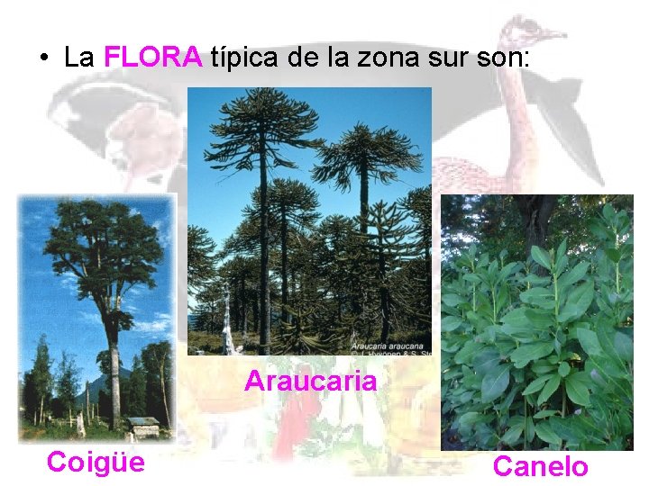 • La FLORA típica de la zona sur son: Araucaria Coigüe Canelo • La FLORA típica de la zona sur son: Araucaria Coigüe Canelo