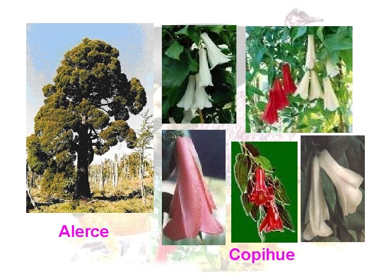 Alerce Copihue Alerce Copihue