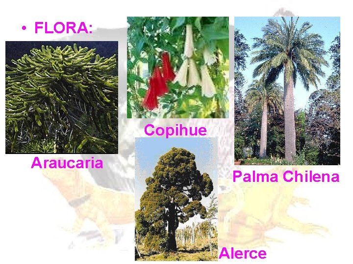 • FLORA: Copihue Araucaria Palma Chilena Alerce • FLORA: Copihue Araucaria Palma Chilena Alerce