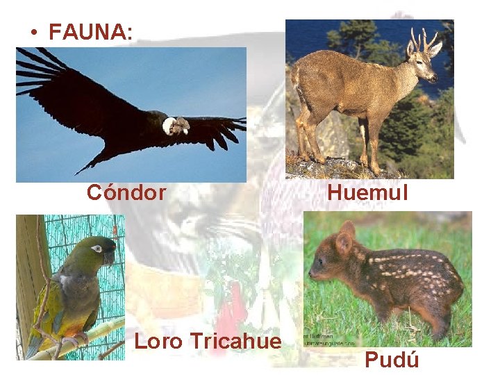 • FAUNA: Cóndor Loro Tricahue Huemul Pudú • FAUNA: Cóndor Loro Tricahue Huemul Pudú