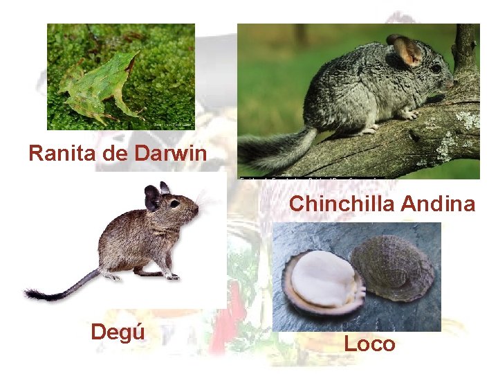 Ranita de Darwin Chinchilla Andina Degú Loco Ranita de Darwin Chinchilla Andina Degú Loco