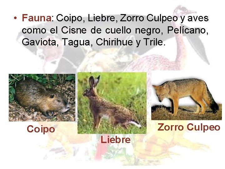 • Fauna: Coipo, Liebre, Zorro Culpeo y aves como el Cisne de cuello • Fauna: Coipo, Liebre, Zorro Culpeo y aves como el Cisne de cuello