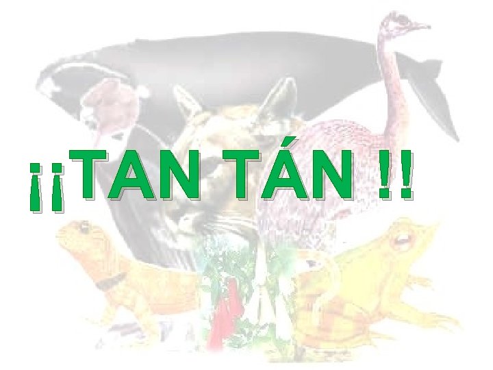 ¡¡TAN TÁN !! ¡¡TAN TÁN !!