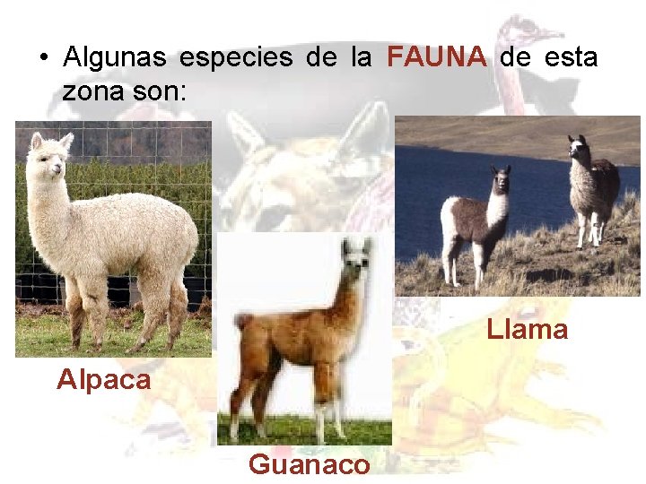 • Algunas especies de la FAUNA de esta zona son: Llama Alpaca Guanaco • Algunas especies de la FAUNA de esta zona son: Llama Alpaca Guanaco