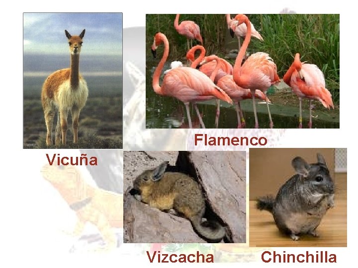 Flamenco Vicuña Vizcacha Chinchilla Flamenco Vicuña Vizcacha Chinchilla