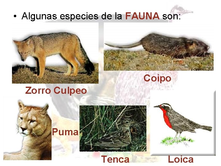 • Algunas especies de la FAUNA son: Coipo Zorro Culpeo Puma Tenca Loica • Algunas especies de la FAUNA son: Coipo Zorro Culpeo Puma Tenca Loica