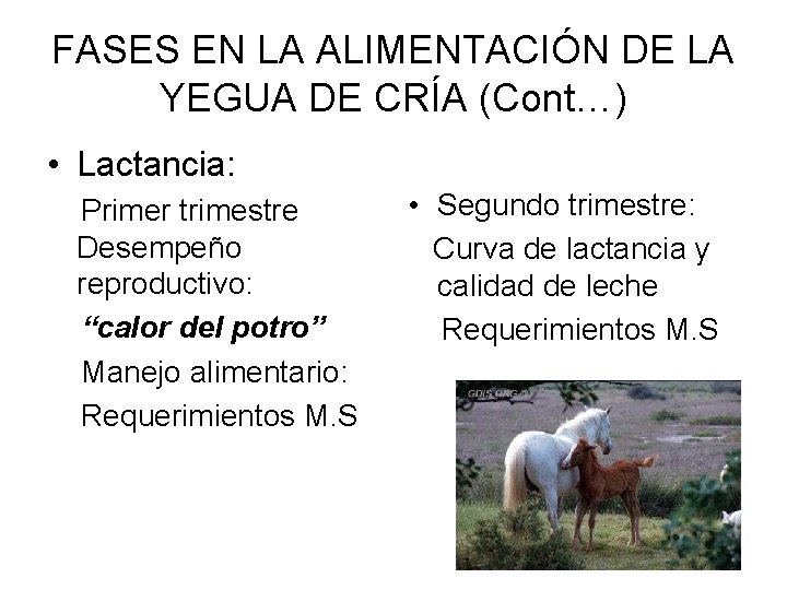 FASES EN LA ALIMENTACIÓN DE LA YEGUA DE CRÍA (Cont…) • Lactancia: Primer trimestre