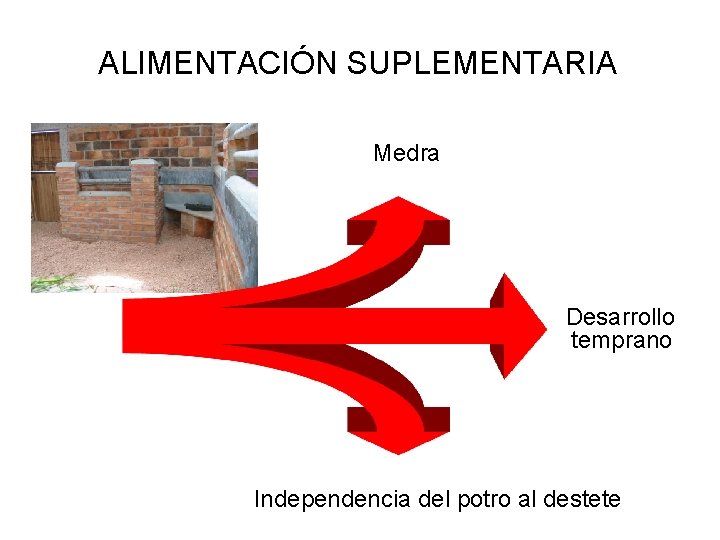 ALIMENTACIÓN SUPLEMENTARIA Medra Desarrollo temprano Independencia del potro al destete 