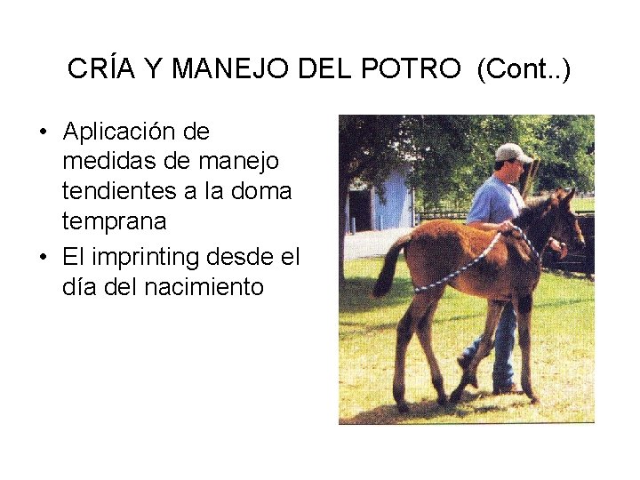 CRÍA Y MANEJO DEL POTRO (Cont. . ) • Aplicación de medidas de manejo