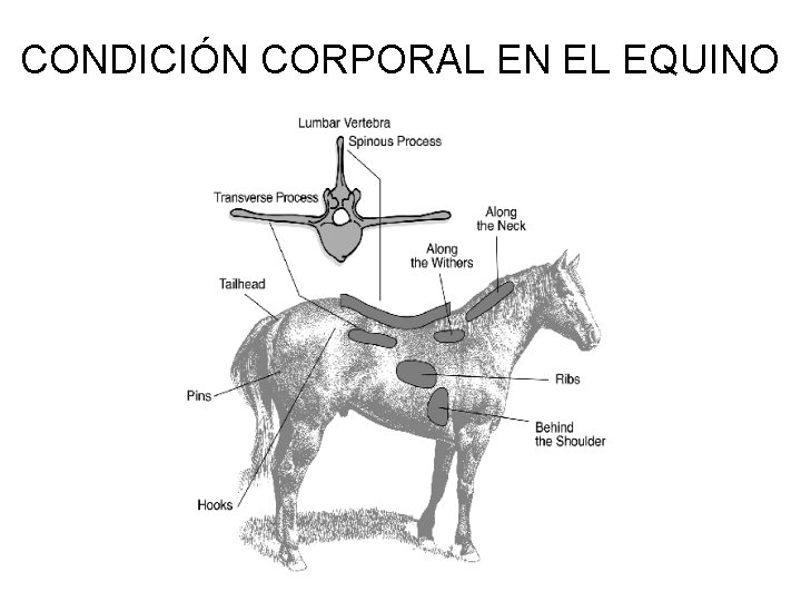 CONDICIÓN CORPORAL EN EL EQUINO 