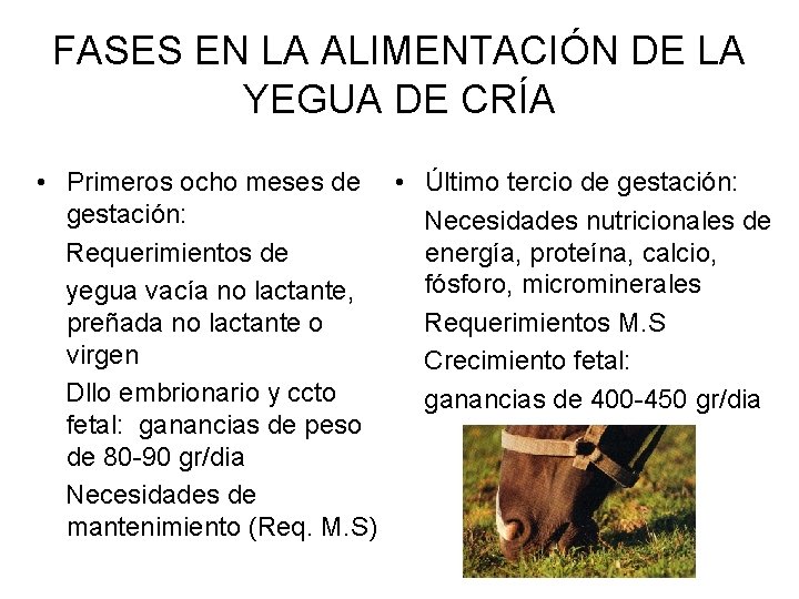 FASES EN LA ALIMENTACIÓN DE LA YEGUA DE CRÍA • Primeros ocho meses de