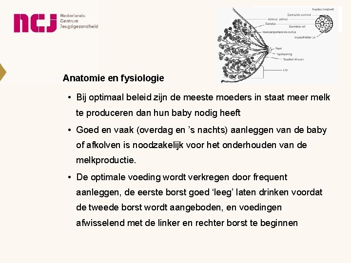 Mdrichtlijn Borstvoeding Auteurs Divers Publicatiedatum Volgt Werkgroep 2013