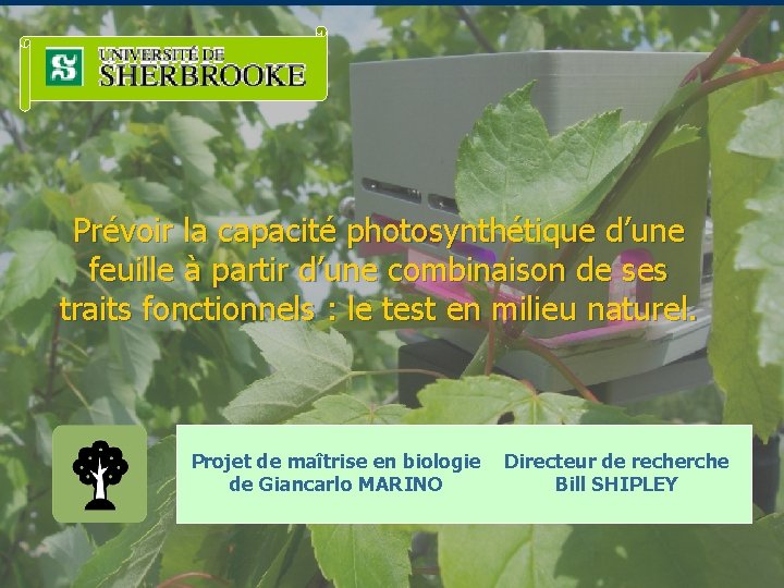 Prévoir la capacité photosynthétique d’une feuille à partir d’une combinaison de ses traits fonctionnels