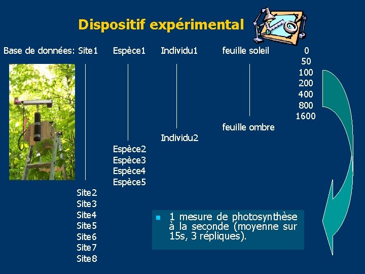 Dispositif expérimental Base de données: Site 1 Site 2 Site 3 Site 4 Site