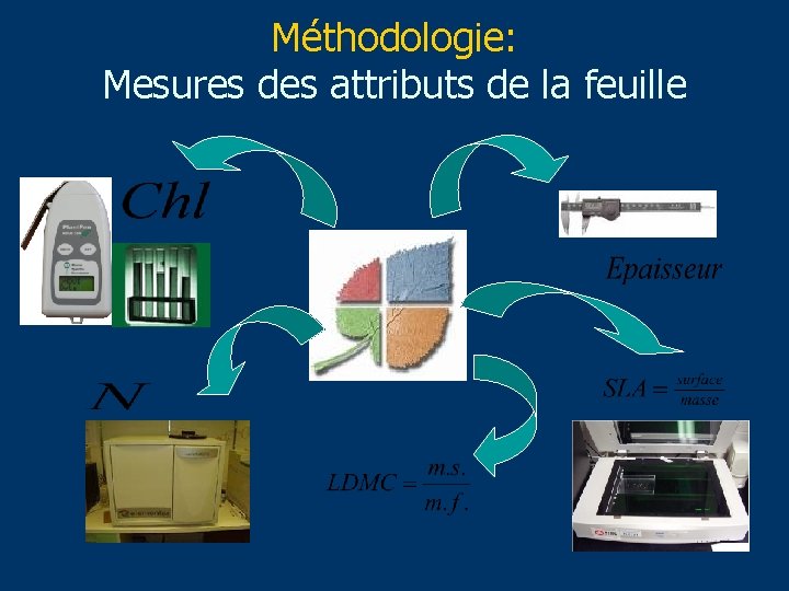 Méthodologie: Mesures des attributs de la feuille 