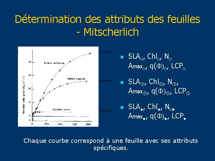 Détermination des attributs des feuilles - Mitscherlich n n n SLAo, Chlo, No Amaxo,
