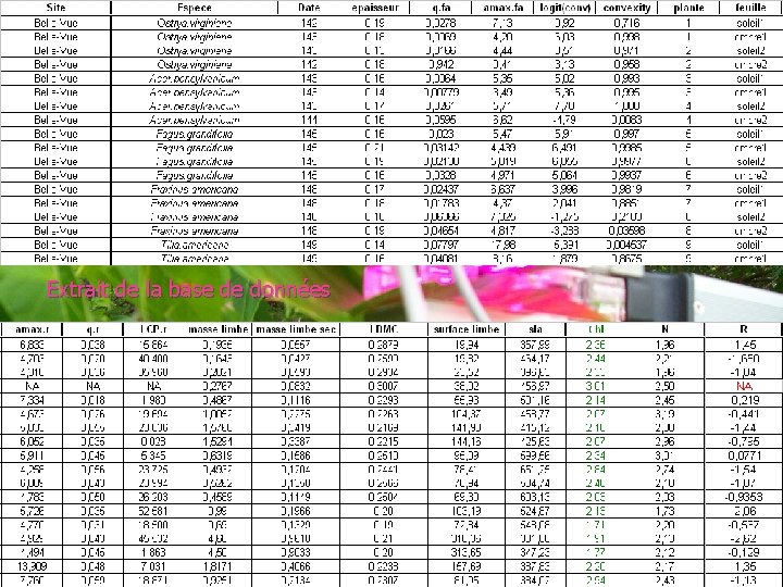 Extrait de la base de données 