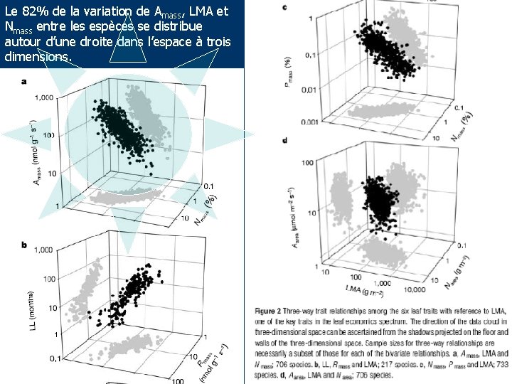 Le 82% de la variation de Amass, LMA et Nmass entre les espèces se