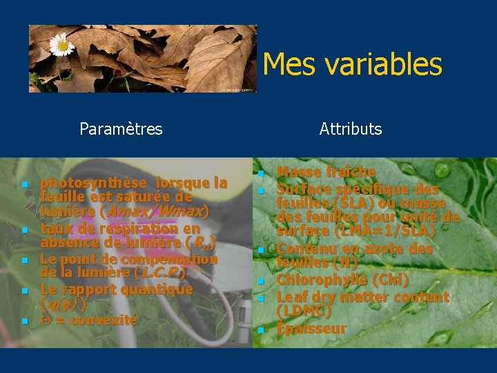 Mes variables Paramètres Attributs n n n photosynthèse lorsque la feuille est saturée de