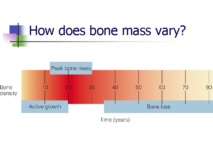 How does bone mass vary? 