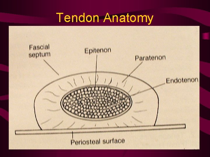 Tendon Anatomy 