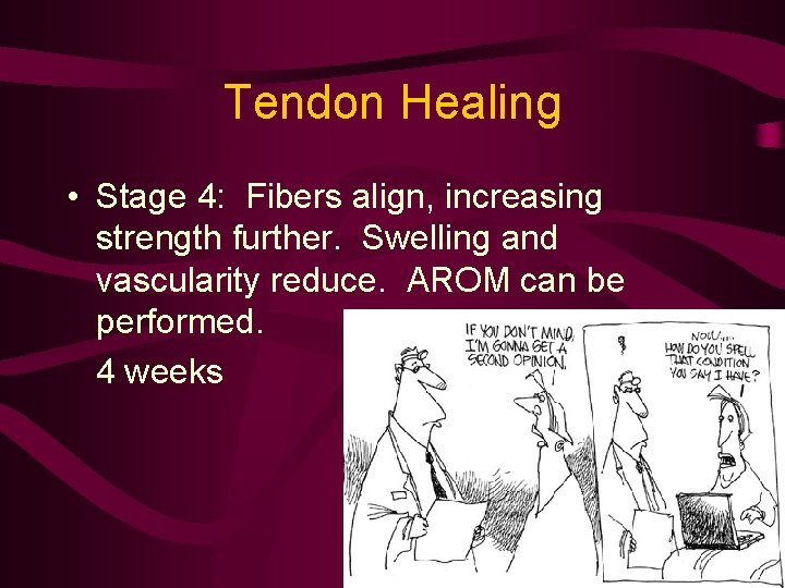 Tendon Healing • Stage 4: Fibers align, increasing strength further. Swelling and vascularity reduce.